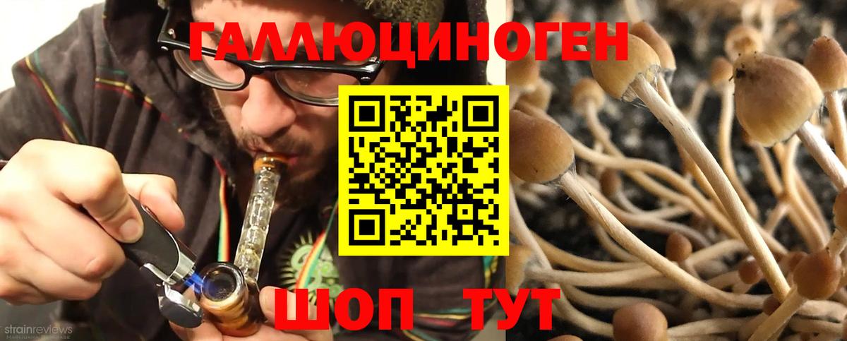Кашира  Псилоцибиновые грибы GOLDEN TEACHER  сколько стоит  Вход с VPN 